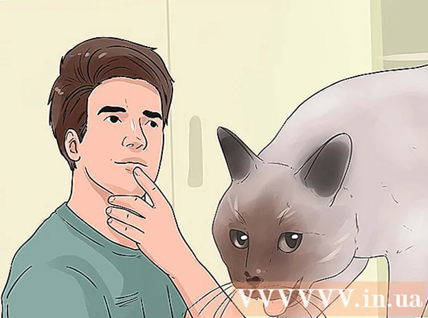 Comment empêcher les chats de mordre et de se gratter