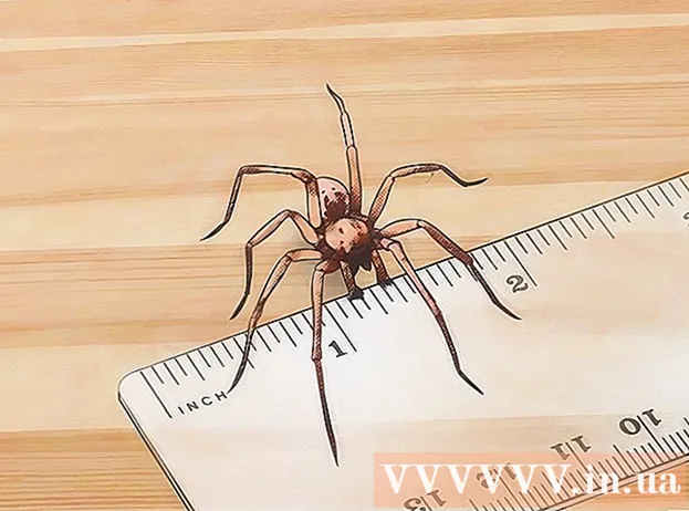 Kā atpazīt zirnekļa olu iesaiņojumu