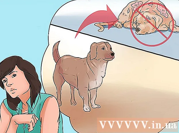 วิธีการรับรู้โรคหิดในสุนัข