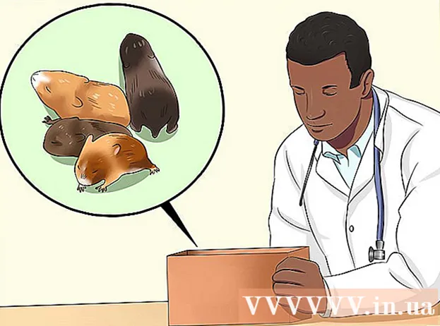 Hvordan man ved, om en hamster er gravid