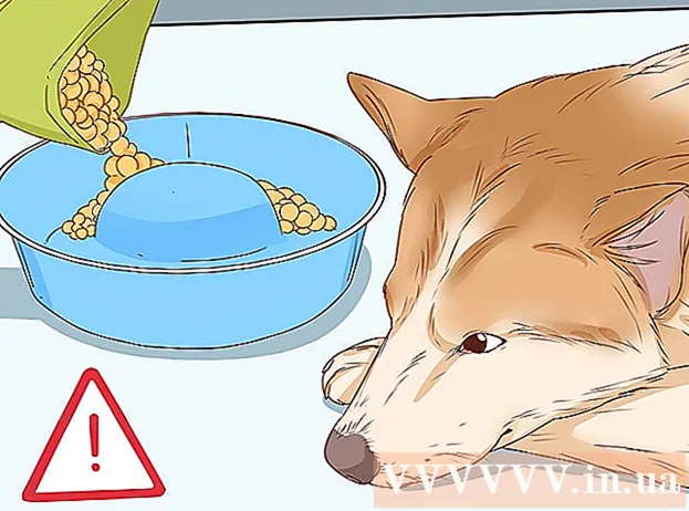 How to tell if your puppy is Pregnant