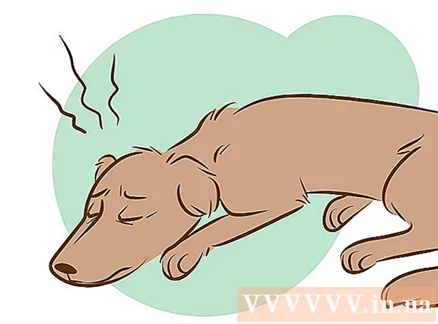 Bagaimana mengenali anjing yang sekarat