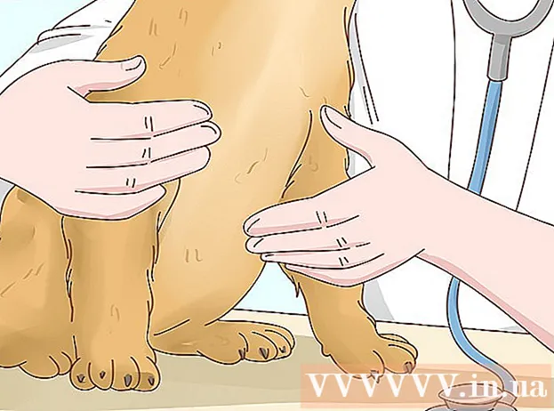 Bagaimana mengenali tanda-tanda panas pada anjing