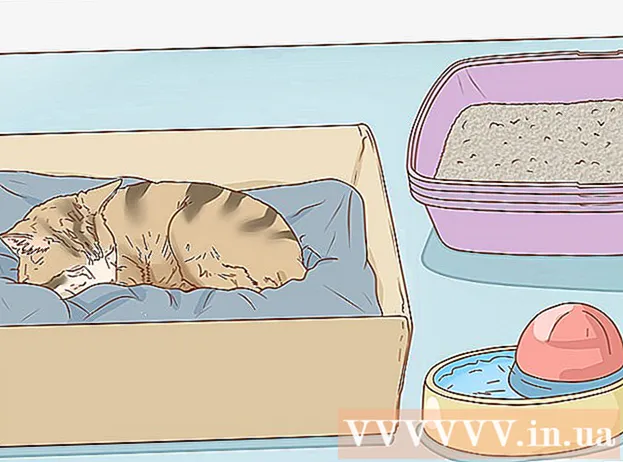 Hvordan vite om katten din er gravid