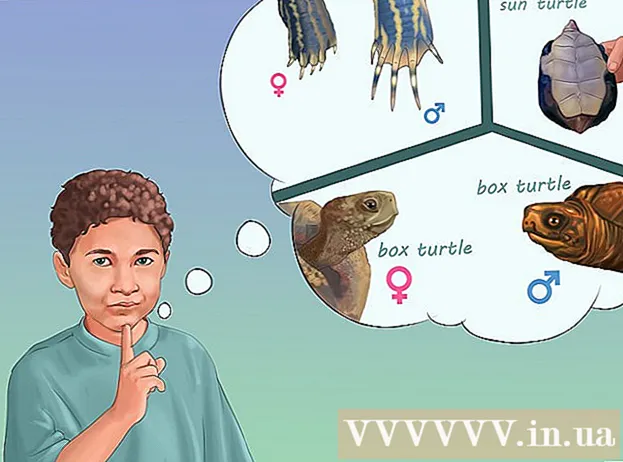 수컷과 암컷 거북이를 식별하는 방법