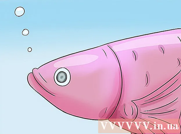 Kako vedeti starost siamskih borbenih rib