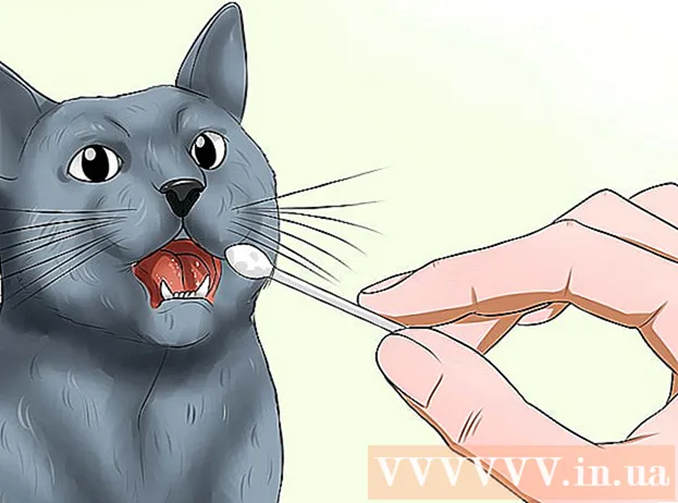 How to identify a blue Russian cat