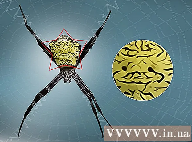 How to Identify Banana Spiders