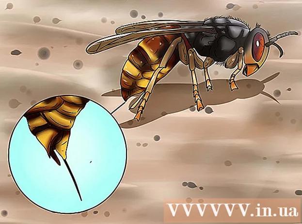 How to Identify Hornets