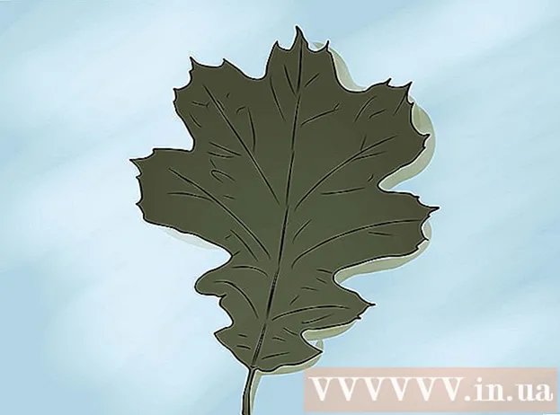 Modi per identificare le foglie di quercia