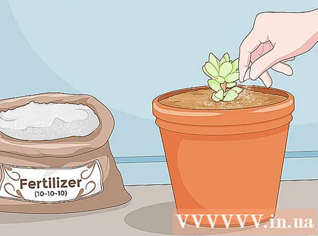 Cum să înmulțiți plantele suculente din ramuri