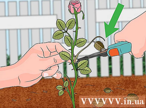 Wie man Rosen vermehrt