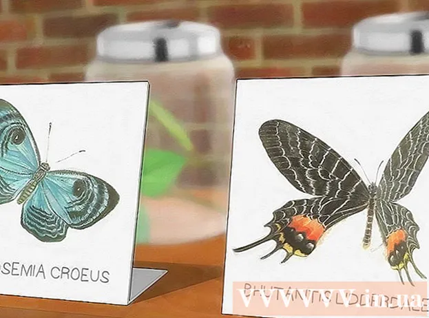 Способи розведення метеликів