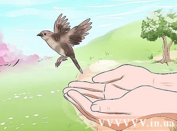 Façons d'élever des bébés oiseaux