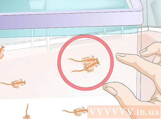 Hvordan oppdra sjøapeer (Artemia reker)