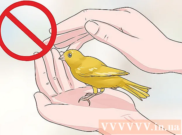 Cómo alimentar a un pájaro golondrina