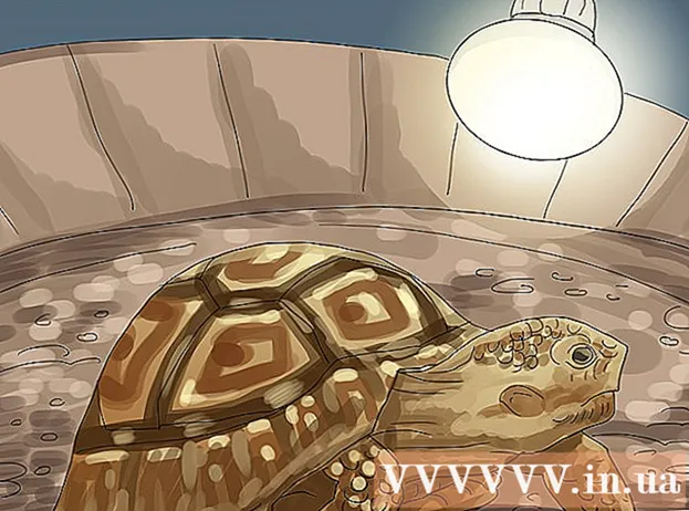 Modalități de hrănire a broaștelor țestoase