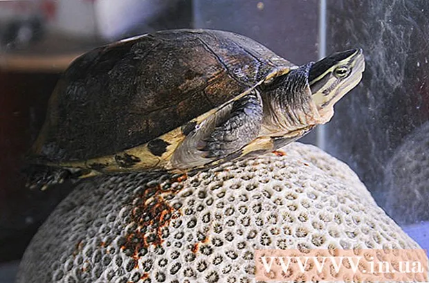 Mënyrat për të ushqyer breshkat e ujit