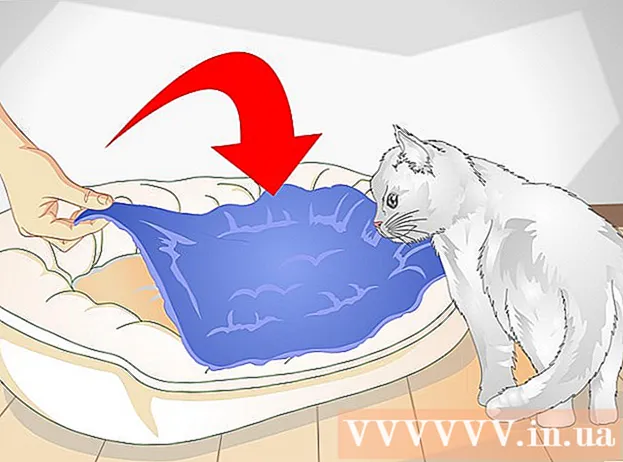 اپنی بلی کو کیسے لاڈ ماریں