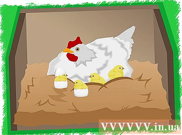 Как да излюпите пилешко яйце