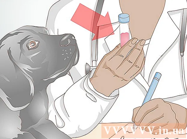 Hoe urineweginfecties bij honden kunnen worden voorkomen