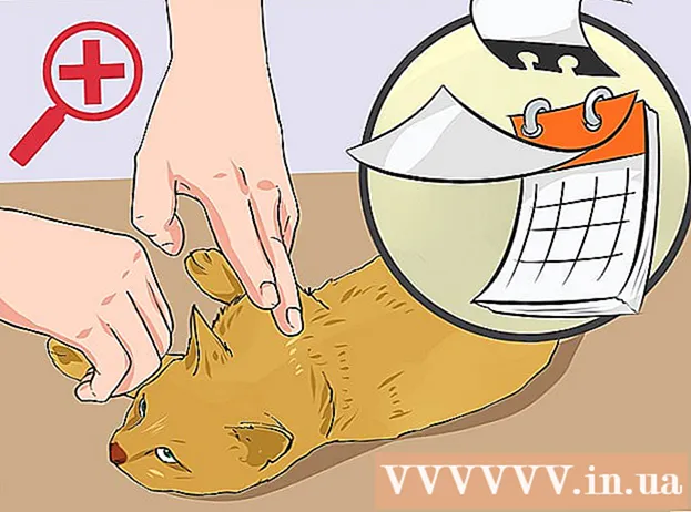 Hogyan mossa meg a macska sebét