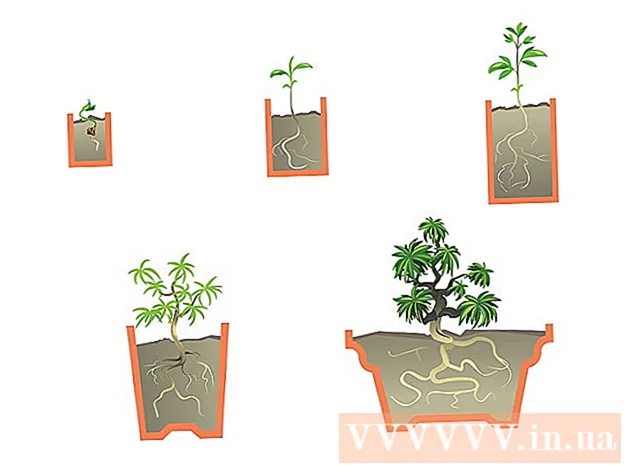 Hoe u zelf een bonsaiboom plant