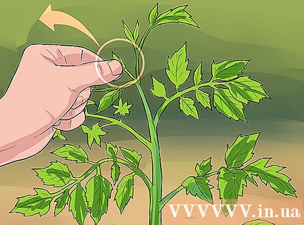 トマト植物を剪定する方法