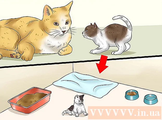 איך להפריד חתלתול מאמו