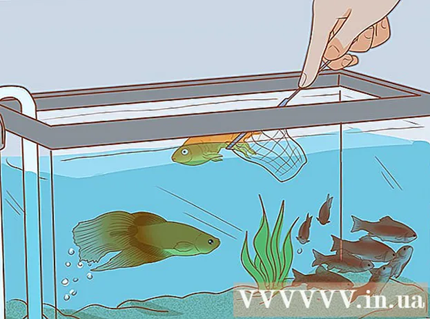 新しく購入した魚を湖に入れる方法