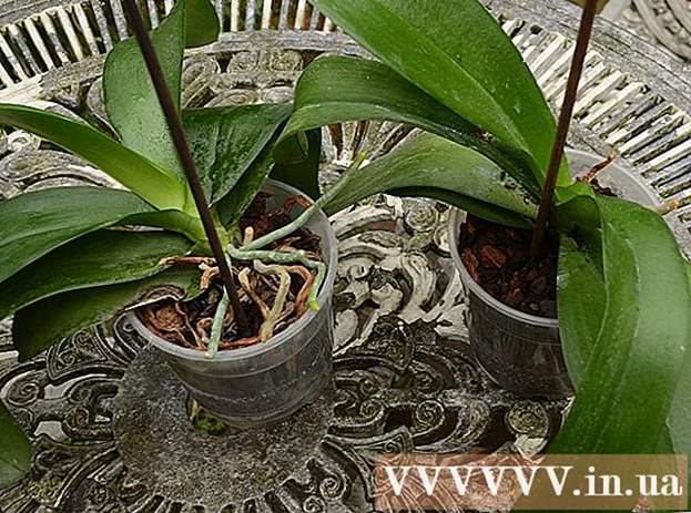 Kuinka istuttaa orkideat