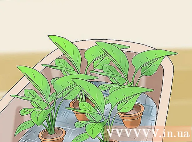 Kaip palaistyti augalus, kai nesate namuose