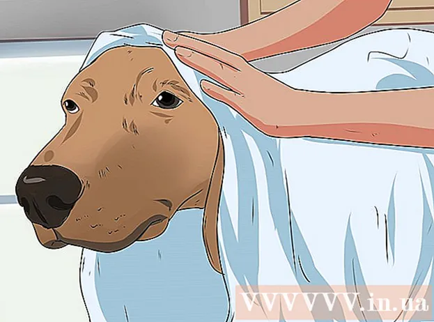 Hoe een zwangere hond te wassen
