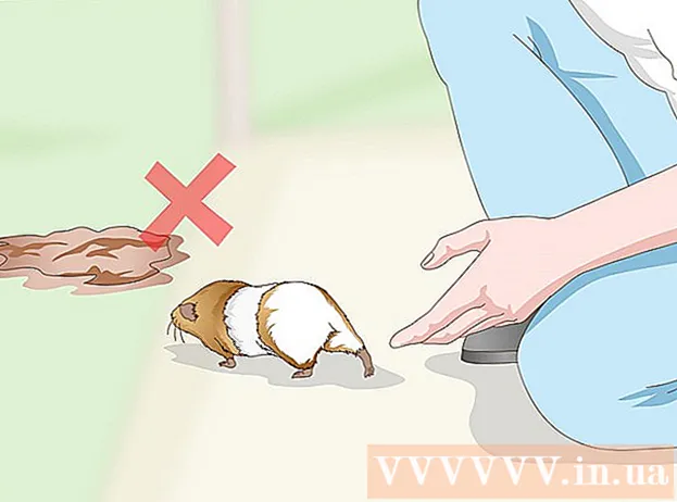 Wie man einen Hamster badet