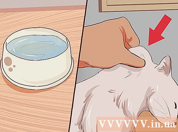 Hoe diarree bij katten te behandelen