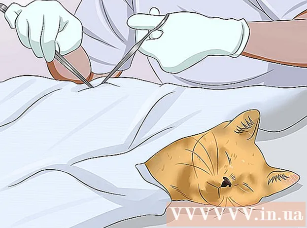 Hur man lugnar en kvinnlig katt till värme