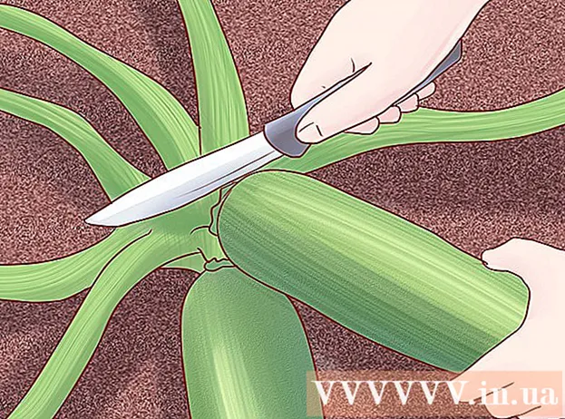 How to grow zucchini