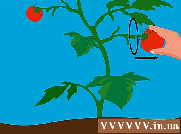 Hur man odlar tomater med frön