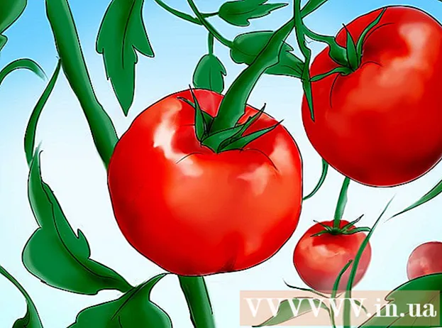 Wie man Tomaten aus Samen züchtet