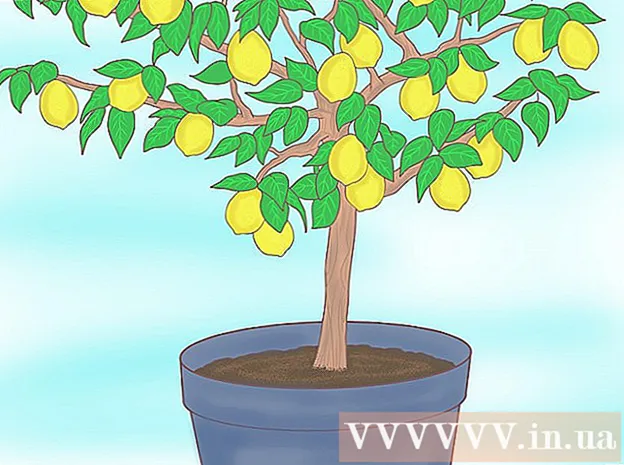 Cara menanam lemon dari biji