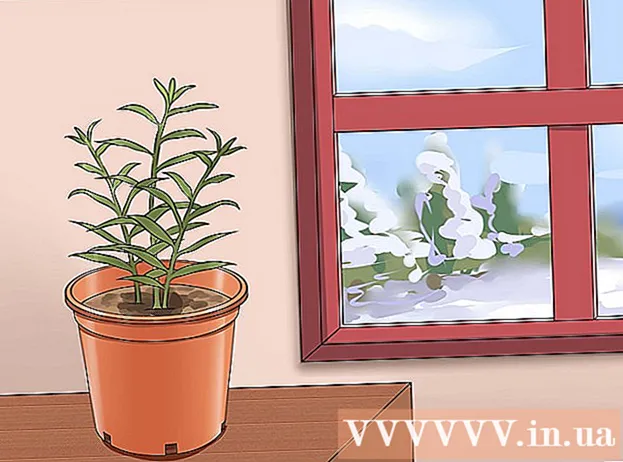 Ինչպես տնկել կոճապղպեղ