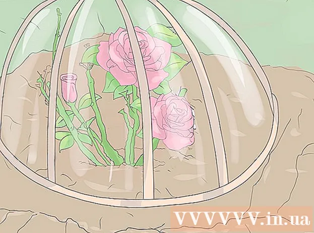 Як посадити троянду
