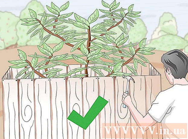 Kuinka istuttaa santelipuuta