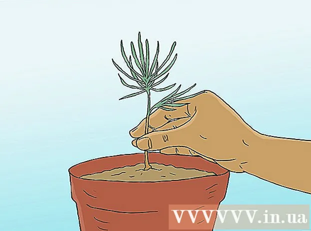 Maneres de plantar pins