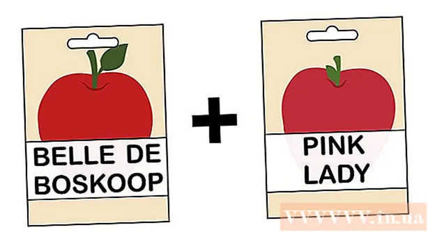 Cara menanam pohon apel dari bijinya