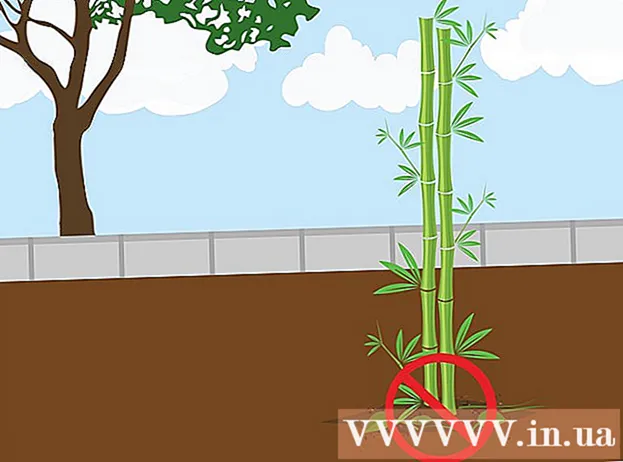 Начини за узгој биљака бамбуса семеном