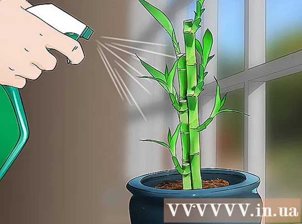 How to grow a bamboo tree indoors