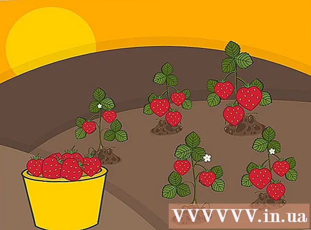Wéi Erdbeeren wuessen