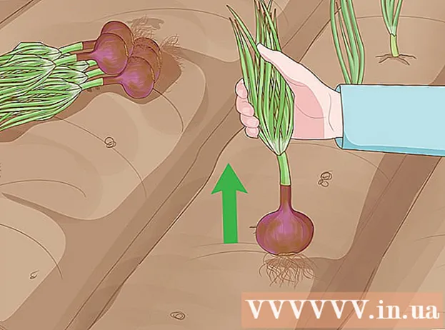 Ako pestovať cibuľu