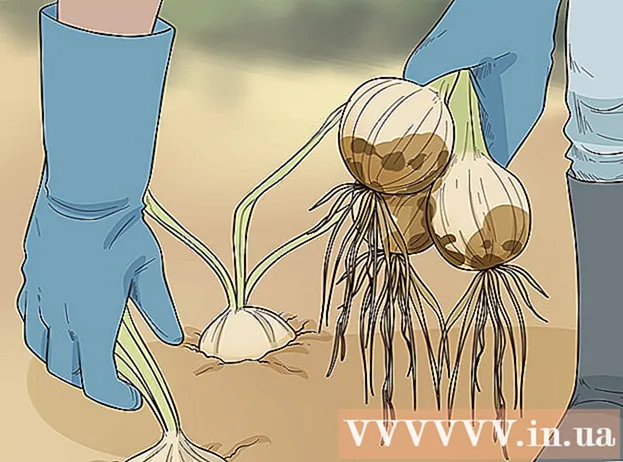 Come coltivare le cipolle dalle cipolle